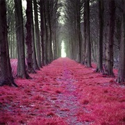 Mystic Fores, Netherlands