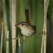 Marsh Wren