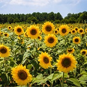 Run Through a Field of Sunflowers
