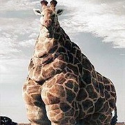 Fat Giraffe