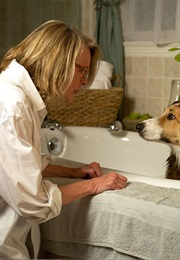 Darling Companion. (2012)