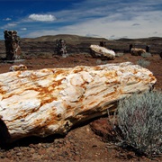 Ginkgo Petrified Forest State Park, Washington