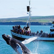 Whale Watching in Iceland