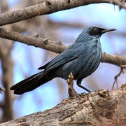 Blue Mockingbird