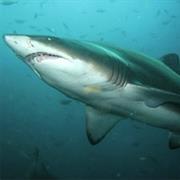 Point Murat Navy Pier, Australia