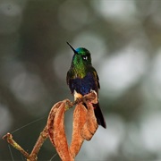 Colorful Puffleg