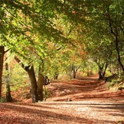 Delamere Forest