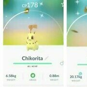 Shiny Chikorita