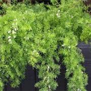 Aspargus Fern