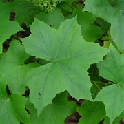 John's Cabbage (Hydrophyllum Canadense)