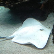 Stingray