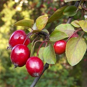 Japanese Flowering Crabapple (Malus Floribunda)