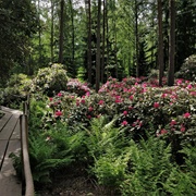 Haaga Rhododendron Park