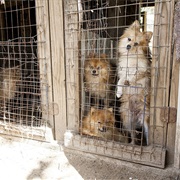 Puppy Mill