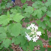 American Cranberrybush (Viburnum Trilobum)