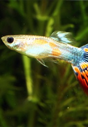 Night of the Guppy Book 2 (Jamie Wasserman)