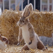 Jackie the Jackalope