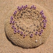 Sandfood (Pholisma Sonorae)