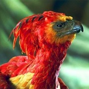 Live Forever Likkse Fawkes