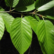 Yellow Birch (Betula Alleghaniensis)