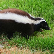 Humboldt's Hog-Nosed Skunk