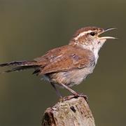 Bewick's Wren