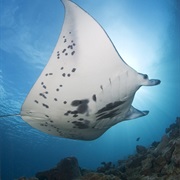 Goofnuw Channel, Yap