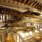 Harvard Museum of Natural History