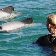 Swim With Hector Dolphins at Akaroa