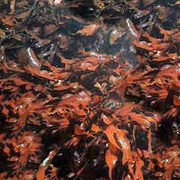 Carola (Callophyllis Variegata)