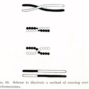 "Crossing-Over" of Genes Discovered (1917)