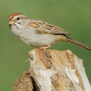 Rufous-Winged Sparrow