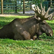 Eurasian Elk