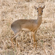 A Dik-Dik Is a Tiny Antelope That Weigh Between 3 and 6 Kilogrammes.