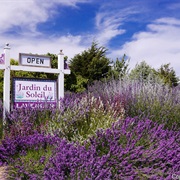 Jardin Du Soleil Lavender (Sequim, Washington)