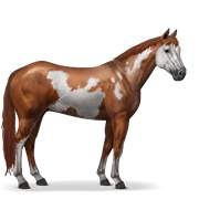 Paint Horse - Chestnut Overo
