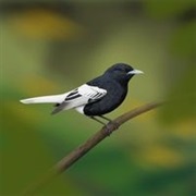 Ua Pou Monarch (Possibly Extinct)