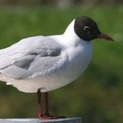 Black-Headed Gull