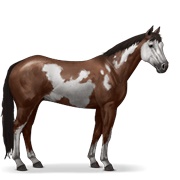 Paint Horse - Liver Chestnut Overo