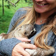 Hold a Baby Sloth