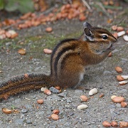 Townsend's Chipmunk