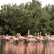 Zapata Peninsula, Cuba