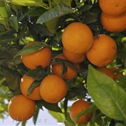 Orange Tree