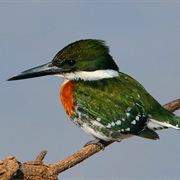 Green Kingfisher