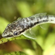 Dwarf Sucking Catfish
