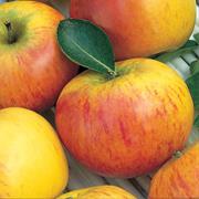 Cox's Orange Pippin