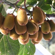 Kiwi