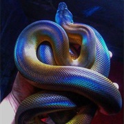 White-Lipped Python