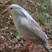 Kagu