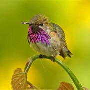 Bumblebee Hummingbird